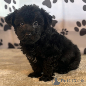 Photo №3. Yorkshire Terrier Male 11 weeks old Ready to go home. United States