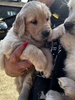 Photo №1. golden retriever - for sale in the city of Tampa | 550$ | Announcement № 120959