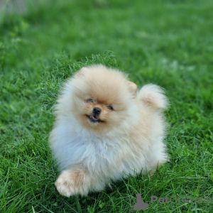 Photo №2 to announcement № 48775 for the sale of pomeranian - buy in Belarus private announcement