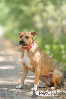 Additional photos: Close-breed Staffordshire Terrier dog Eva