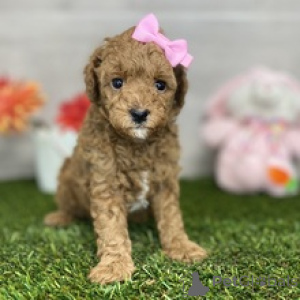 Photo №4. I will sell poodle (toy) in the city of Balta. private announcement - price - negotiated