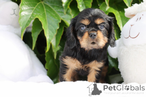 Photo №2 to announcement № 141028 for the sale of cavalier king charles spaniel - buy in Portugal breeder