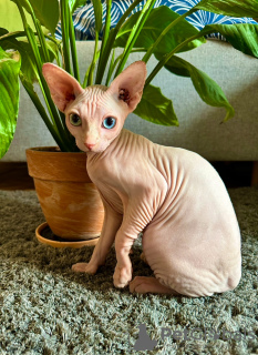 Photo №4. I will sell sphynx-katze in the city of Warsaw. breeder - price - 1268$