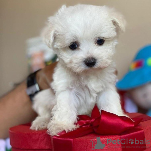 Photo №1. maltese dog - for sale in the city of Кастри | negotiated | Announcement № 11202