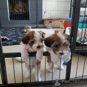 Photo №1. havanese dog - for sale in the city of Амстердам | negotiated | Announcement № 44018