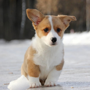 Photo №3. Welsh corgi cardigan puppies from Felangry kennel are free!. Russian Federation
