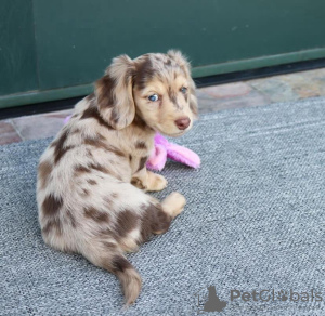 Photo №3. DACHSHUND PUPPY. France