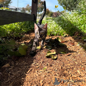 Photo №1. bengal cat - for sale in the city of Lugano | 706$ | Announcement № 152714