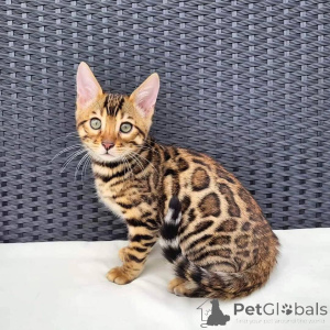 Photo №1. bengal cat - for sale in the city of Falun | 706$ | Announcement № 153244