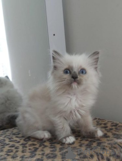 Photo №3. Wunderschöne GCCF-registrierte Ragdoll-Kätzchen... Kontaktieren Sie mich per. Germany