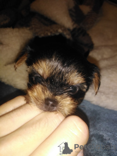 Additional photos: Baby-face Yorkie puppies are completely ready to go.
