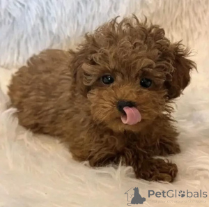 Photo №3. Adorable golden retreiver Puppies for Adoption. Poland