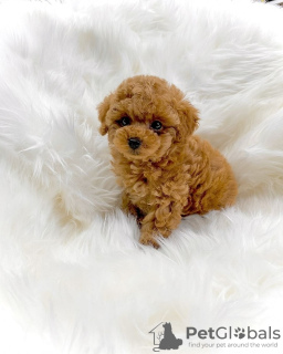 Photo №1. poodle (toy) - for sale in the city of Orbe | 424$ | Announcement № 129275