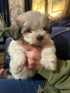 Photo №2 to announcement № 172220 for the sale of havanese dog - buy in Belgium private announcement