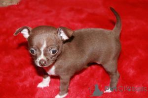Photo №2 to announcement № 167103 for the sale of chihuahua - buy in Germany 