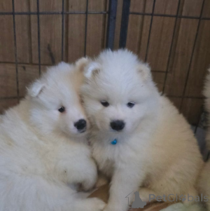Photo №3. Registered samoyed puppies. Belarus