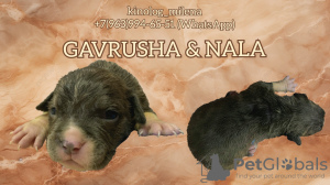 Photo №4. I will sell american bully in the city of Панчево. private announcement, from nursery, breeder - price - 2747$