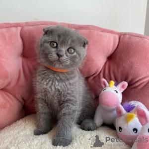 Photo №1. scottish fold - for sale in the city of Essen | Is free | Announcement № 128878