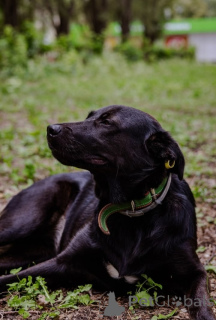 Photo №4. I will sell non-pedigree dogs in the city of Moscow. private announcement - price - Is free