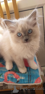 Photo №2 to announcement № 153874 for the sale of ragdoll - buy in Germany private announcement