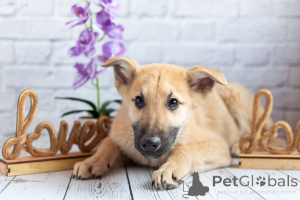 Photo №3. Handsome Barney is looking for a loving family!. Russian Federation