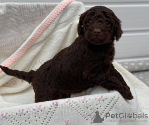 Photo №1. poodle (royal) - for sale in the city of Дрезден | 423$ | Announcement № 79661