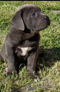 Photo №2 to announcement № 169059 for the sale of cane corso - buy in Serbia 