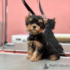 Additional photos: little yorkshire Terriers for sale