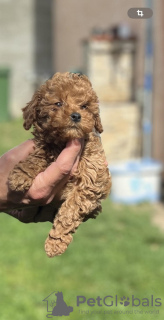 Photo №1. poodle (toy) - for sale in the city of Inđija | negotiated | Announcement № 99109
