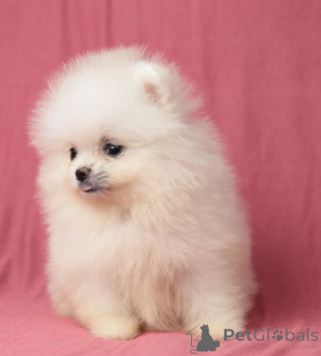 Photo №4. I will sell pomeranian in the city of Odessa. from nursery - price - 413$