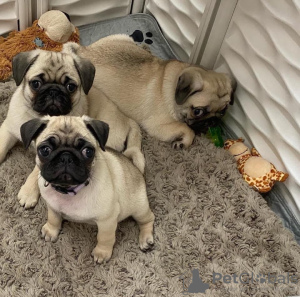 Photo №2 to announcement № 119979 for the sale of pug - buy in Germany private announcement