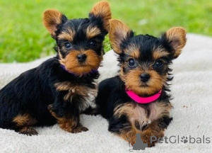 Photo №1. yorkshire terrier - for sale in the city of Vienna | negotiated | Announcement № 166900