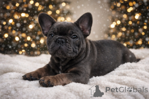 Photo №2 to announcement № 161460 for the sale of french bulldog - buy in Austria private announcement