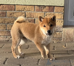 Photo №2 to announcement № 98094 for the sale of shiba inu - buy in Austria private announcement