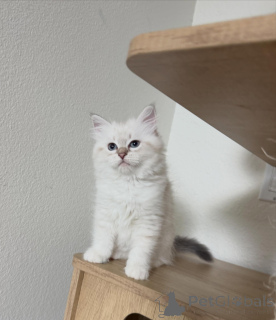 Photo №2 to announcement № 170629 for the sale of siberian cat - buy in Netherlands breeder