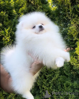 Additional photos: Pomeranian puppies