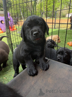 Photo №3. Playful black Labrador Puppies Healthy & Well-Socialized. Denmark