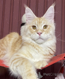 Photo №1. maine coon - for sale in the city of Bellaire | 700$ | Announcement № 161670