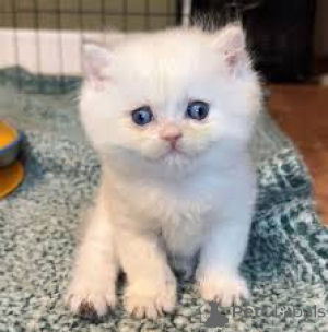 Photo №2 to announcement № 164078 for the sale of munchkin - buy in Finland private announcement, breeder