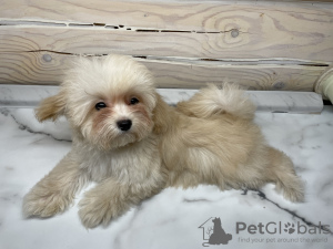 Photo №2 to announcement № 32613 for the sale of maltipu - buy in Russian Federation breeder