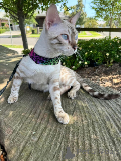 Photo №2 to announcement № 152643 for the sale of bengal cat - buy in Switzerland private announcement
