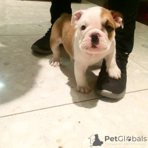 Photo №2 to announcement № 137852 for the sale of english bulldog - buy in United States private announcement