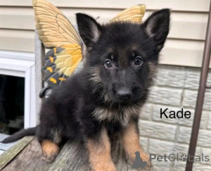 Photo №1. german shepherd - for sale in the city of Berlin | negotiated | Announcement № 123163