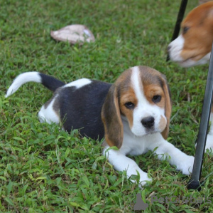 Photo №1. beagle - for sale in the city of Berlin | 450$ | Announcement № 127373