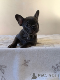 Photo №2 to announcement № 124655 for the sale of french bulldog - buy in Germany private announcement, breeder