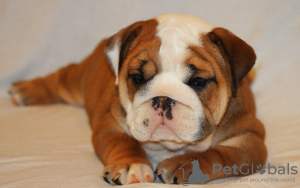 Photo №1. english bulldog - for sale in the city of Berlin | 158$ | Announcement № 109282