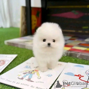 Photo №1. pomeranian - for sale in the city of London | 317$ | Announcement № 78367
