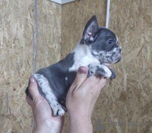 Photo №2 to announcement № 95458 for the sale of french bulldog - buy in Serbia breeder