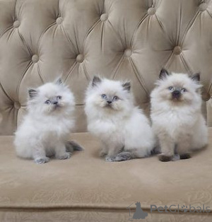 Photo №1. himalayan cat - for sale in the city of Frankfurt | negotiated | Announcement № 162881