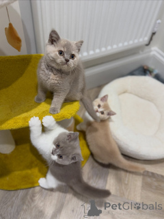 Photo №1. british shorthair - for sale in the city of Helmond | negotiated | Announcement № 176584